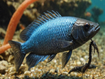 Aquatic Fish