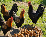 Chicken