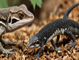 Lizards