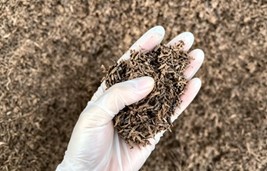 Black soldier flies fed with pure grain distillers' grains