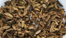 Dried Black Soldier Fly Larvae