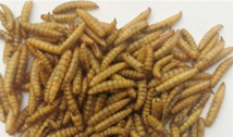 Microwave Dried BSFL