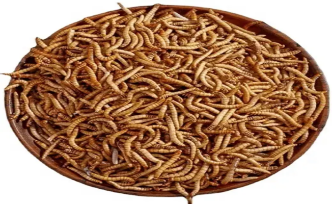 Dried Mealworms